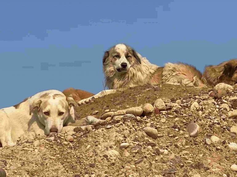 ウクライナ、イラクで保護された犬の写真も展示します！